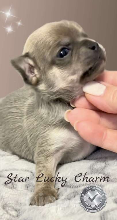 Собаки в Сочи: Девочка чихуахуа  Девочка, Бесплатно - фото 2