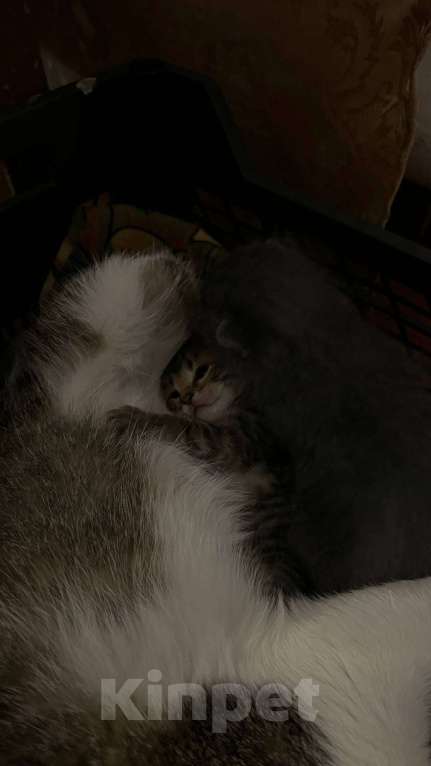 Кошки в Челябинске: Отдам котенка мальчика в добрые руки Мальчик, Бесплатно - фото 1