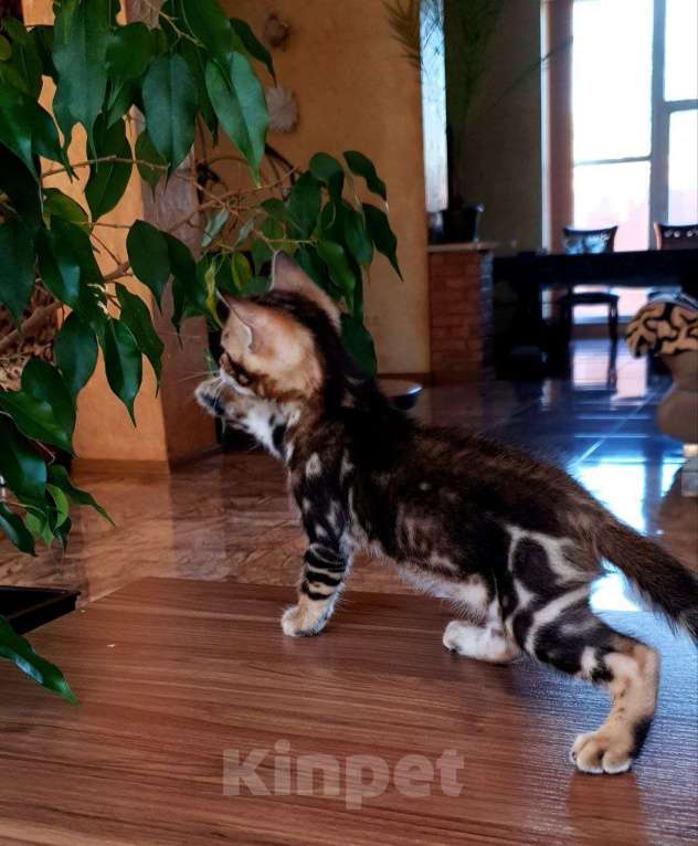 Кошки в Симферополе: Бенгальская девочка  Девочка, 25 000 руб. - фото 3