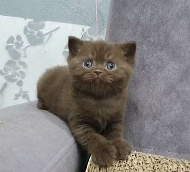 Британские  шоколадные зайчики