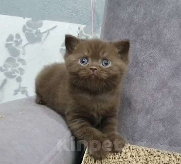 Кошки в Кирове: Британские  шоколадные зайчики Мальчик, 35 000 руб. - фото 1