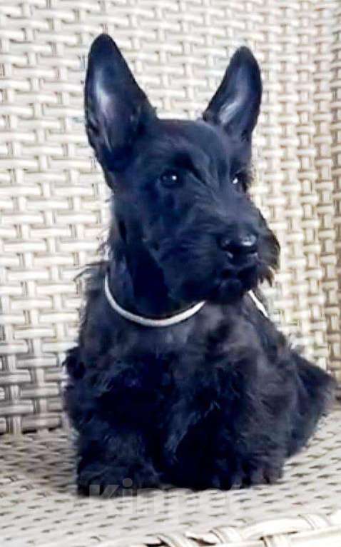 Собаки в Москве: породные щенки скотч терьера (девочки) Девочка, 70 000 руб. - фото 4