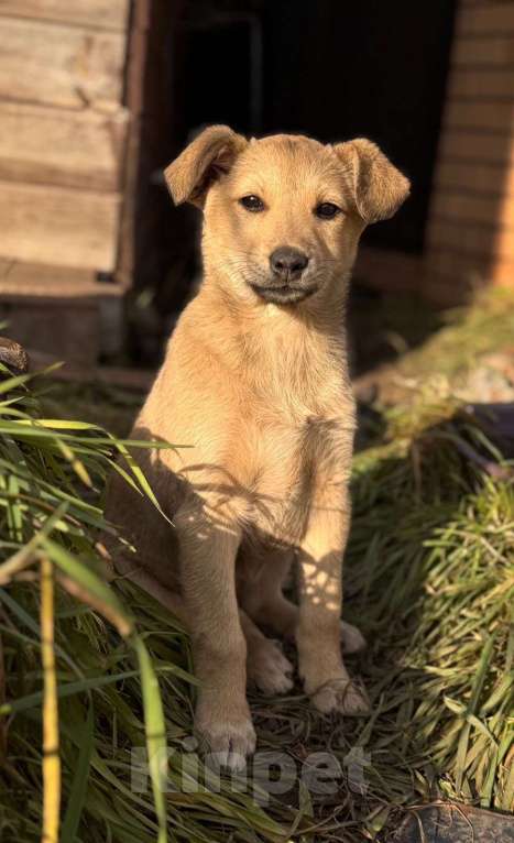 Собаки в Уфе: Щенок-девочка Девочка, Бесплатно - фото 2