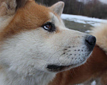 Собаки в Москве: Кобель Акита ину для вязки Мальчик, 10 000 руб. - фото 4