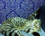 Кошки в Красноярске: Вязка шотландец, 1 200 руб. - фото 8
