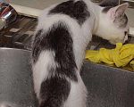 Кошки в Москве: Белый котенок с пятнами (арлекин) Анжела, 3 мес, Бесплатно - фото 5