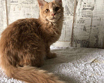 Кошки в Барыше: Кошки мейн кун, 15 000 руб. - фото 4