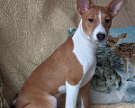 Собаки в Санкт-Петербурге: Щенки басенджи выращенные с любовью Мальчик, 50 000 руб. - фото 2