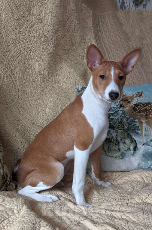 Собаки в Санкт-Петербурге: Щенки басенджи выращенные с любовью Мальчик, 50 000 руб. - фото 2