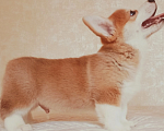 Собаки в Можайске: Вельш-корги пемброк Миллениум Аркобалено Мальчик, 70 000 руб. - фото 6