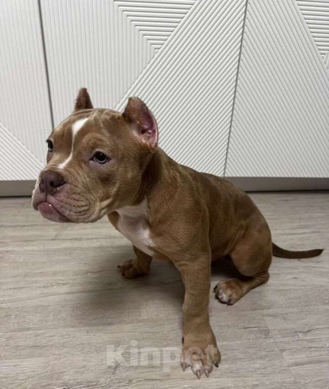 Собаки в Москве: Щенок Американский булли покет  Мальчик, Бесплатно - фото 3