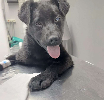 Щенок, 4 мес