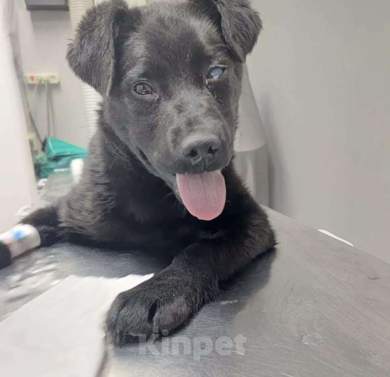 Собаки в Москве: Щенок, 4 мес Мальчик, Бесплатно - фото 1