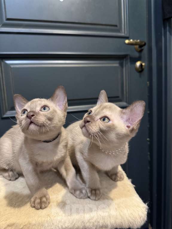 Кошки в Санкт-Петербурге: Бурманский котенок ( шоколад ) Мальчик, 33 000 руб. - фото 9