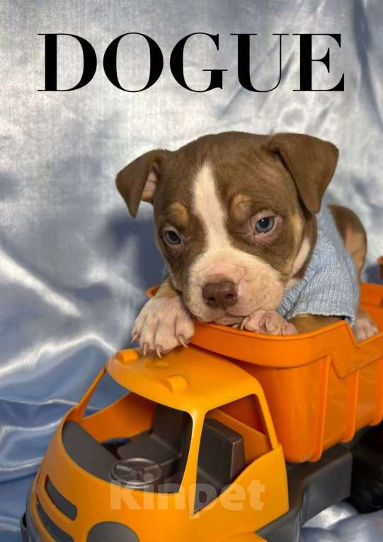 Собаки в Москве: Американский булли щенок Мальчик, 100 000 руб. - фото 2