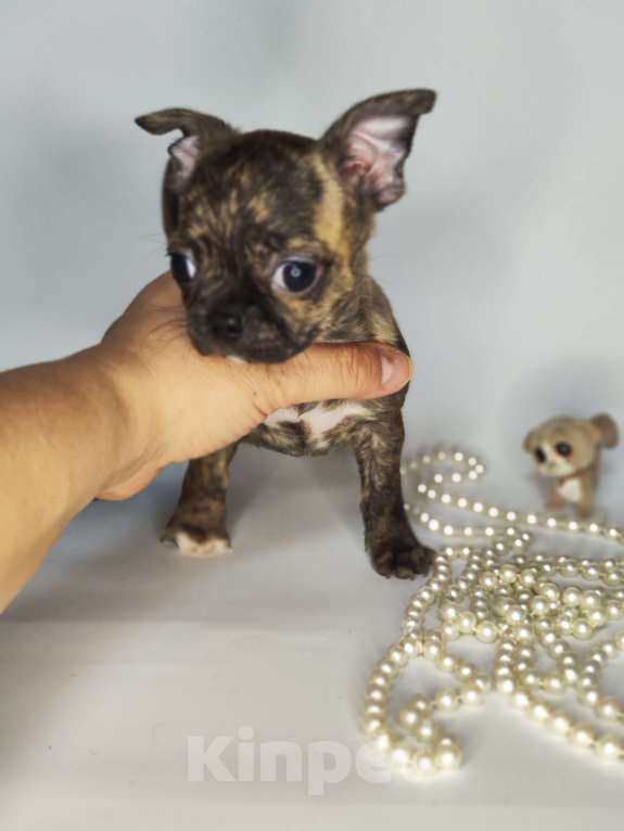 Собаки в Москве: Мальчики чихуахуа бейби фейс  Мальчик, 25 000 руб. - фото 9