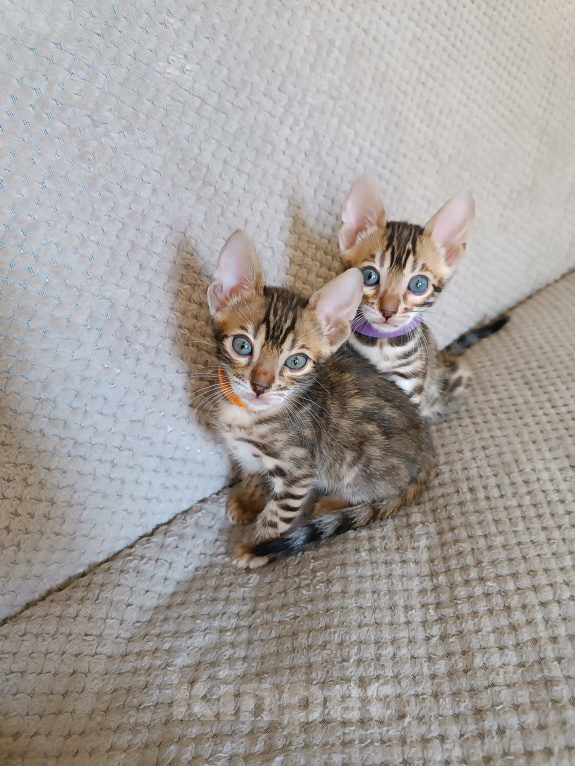 Кошки в Нижнем Новгороде: Бенгальские котята Девочка, Бесплатно - фото 1
