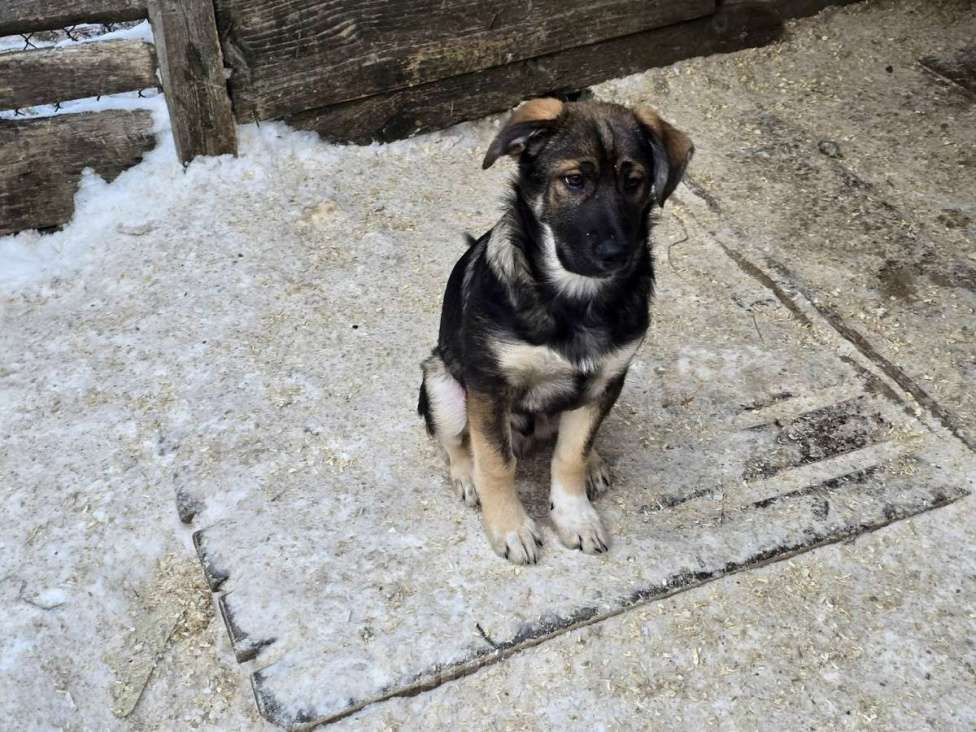 Собаки в других городах Ленинградской области: Щенки-мальчишки ищут дом Мальчик, Бесплатно - фото 3