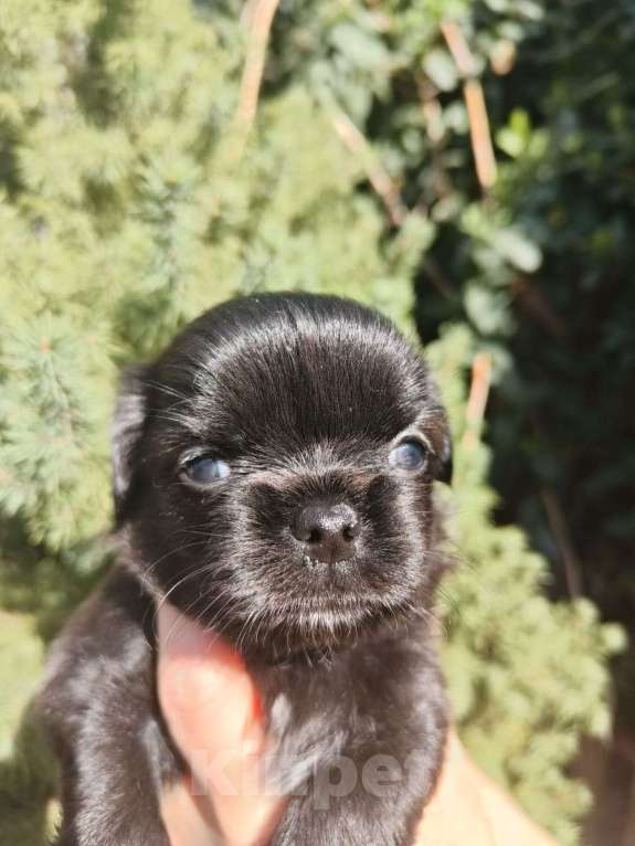 Собаки в Краснодаре: Щенки чихуахуа Девочка, Бесплатно - фото 2