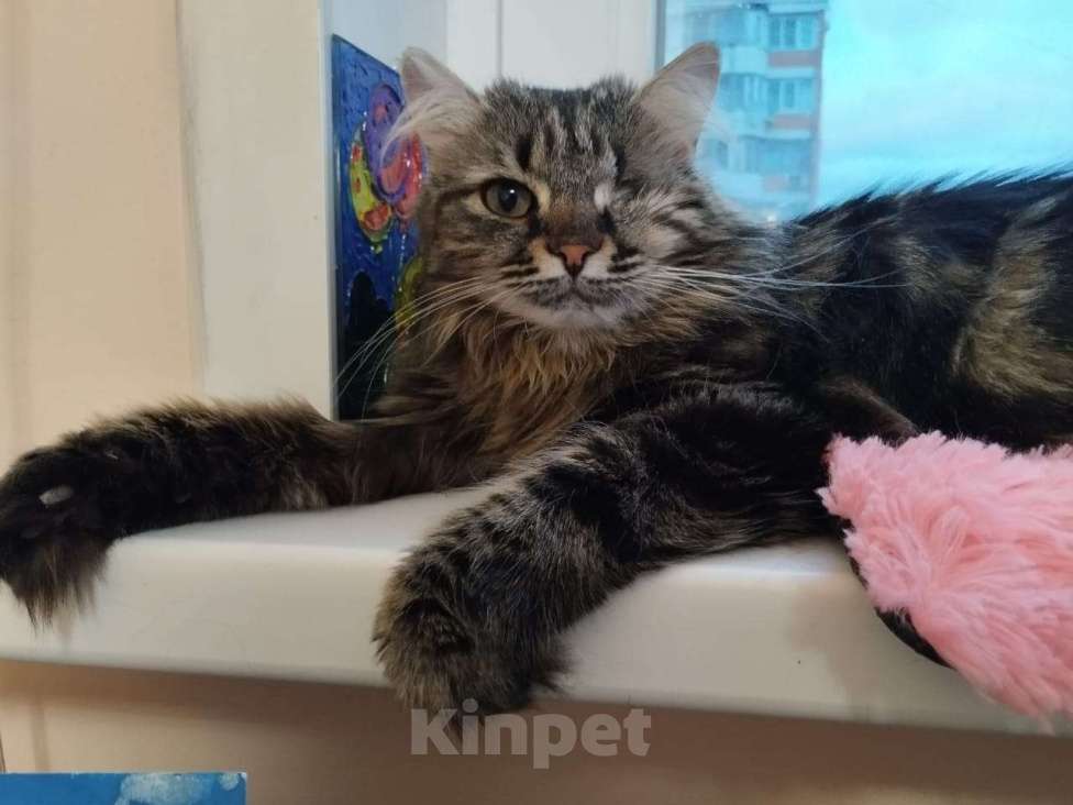 Кошки в Москве: Красивая, ласковая кошка в добрые руки  Девочка, Бесплатно - фото 3