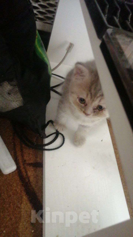 Кошки в Дмитрове: Котик ждет дом Мальчик, 3 000 руб. - фото 2