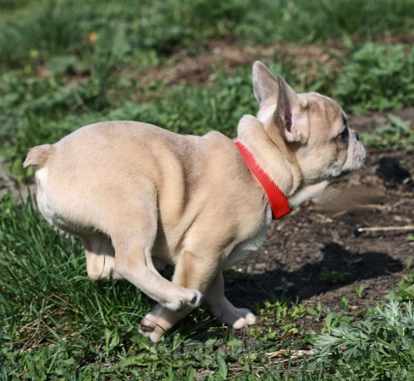 Собаки в Тольятти: Французский бульдог мини Мальчик, 80 000 руб. - фото 3
