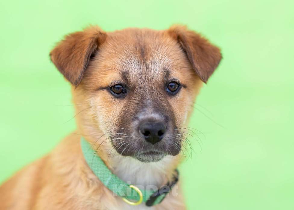 Собаки в других городах Московской области: Щенок Герда в добрые руки Девочка, Бесплатно - фото 4