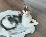 Кошки в Красноярске: Отдам в добрые руки котенка девочку. Девочка, Бесплатно - фото 1