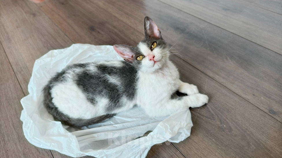 Кошки в Красноярске: Отдам в добрые руки котенка девочку. Девочка, Бесплатно - фото 1