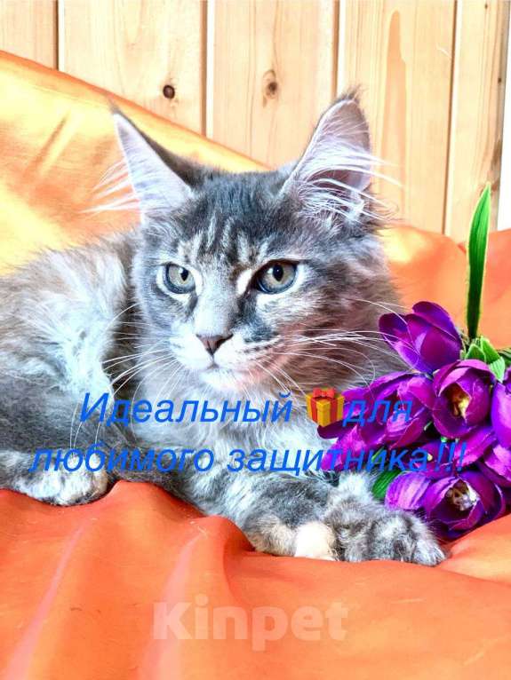 Кошки в Челябинске: 🔥🔥🔥 КОТЯТА МЕЙН-КУН ПОЛИДАКТ И КЛАССИКА Девочка, Бесплатно - фото 1