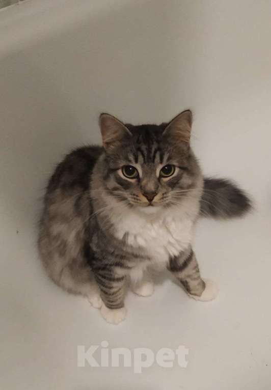 Кошки в Москве: Серебристая красавица Фиона в добрые руки Девочка, Бесплатно - фото 3