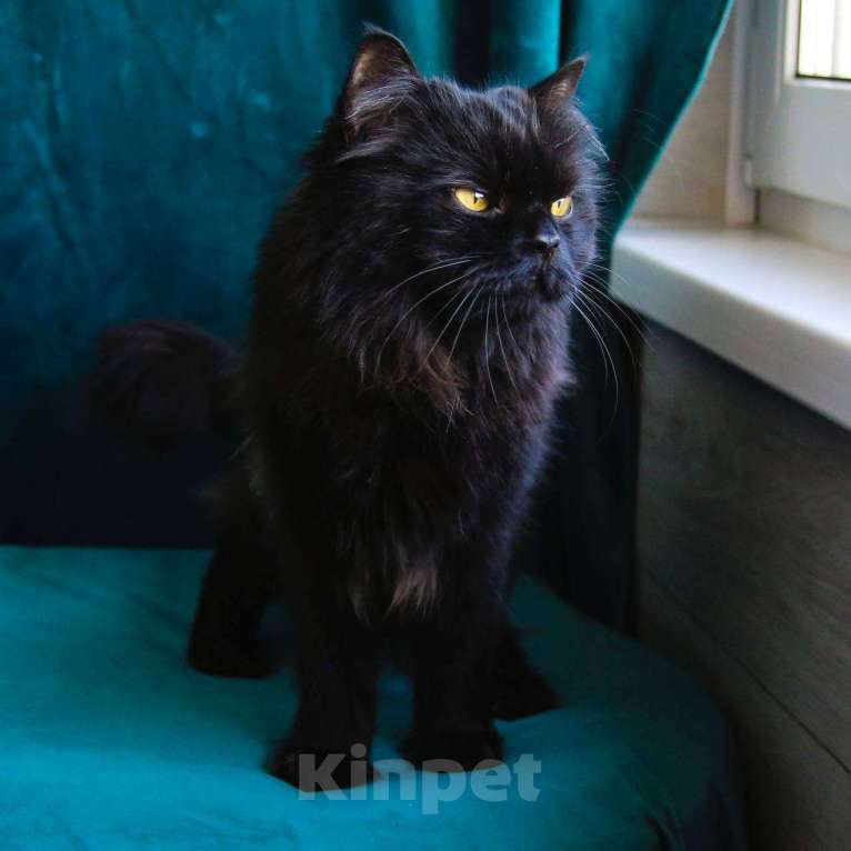 Кошки в Москве: Кот Барон ищет дом Мальчик, Бесплатно - фото 3