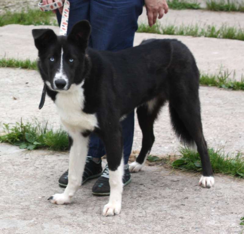 Собаки в Москве: Молоденький, верный Байкал надеется найти свою настоящую  семью Мальчик, Бесплатно - фото 2