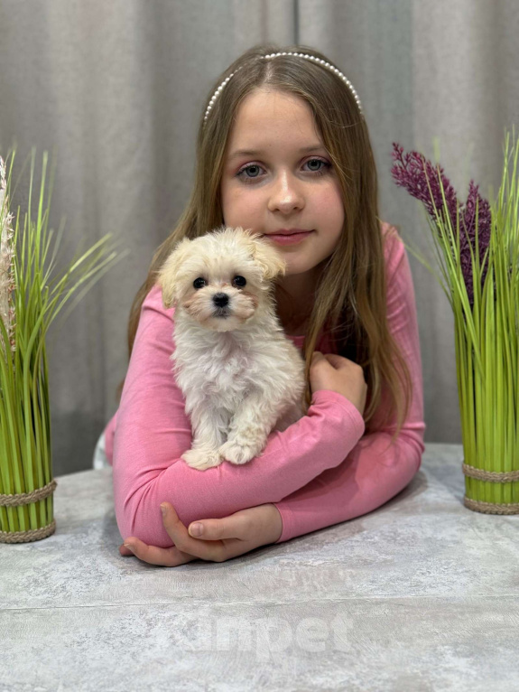 Собаки в Москве: Мальтипу девочка 1 Девочка, 180 000 руб. - фото 6