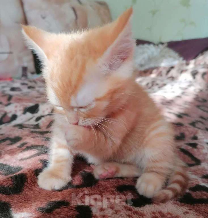 Кошки в Егорьевске: Замечательному котенку-котику очень нужен дом Мальчик, Бесплатно - фото 2