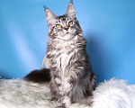 Кошки в Лодейном Поле: Кошка Мейн-Кун Рафаэлька  Девочка, 13 000 руб. - фото 7