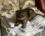 Кошки в Сургуте: Отдам кошку Девочка, Бесплатно - фото 1