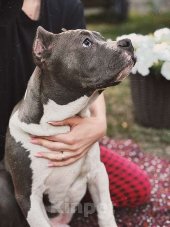 Собаки в Саратове: Саня Мальчик, 110 000 руб. - фото 4