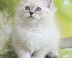 Кошки в Москве: Невский маскарадный котенок Мальчик, 60 000 руб. - фото 2