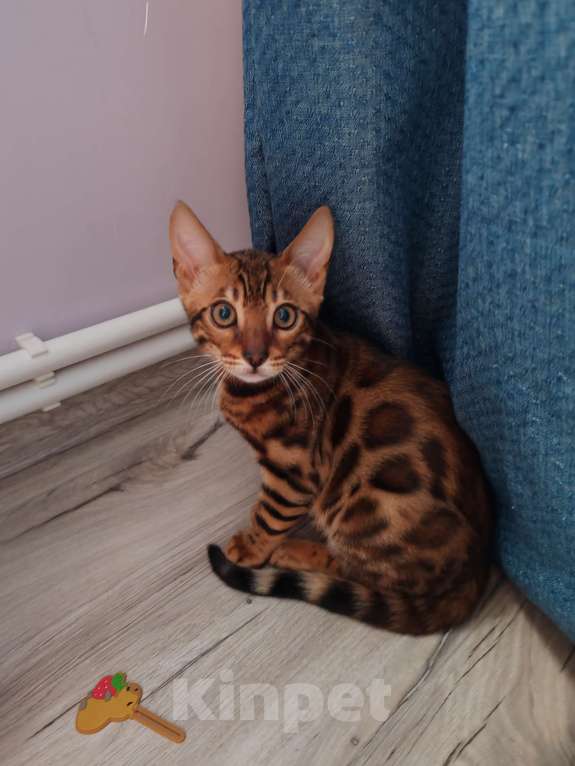Кошки в Москве: Бенгальский котяткнок с родословной Мальчик, 45 000 руб. - фото 4