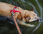 Собаки в Москве: Банджо редкой ханаанской породы живет в приюте Мальчик, Бесплатно - фото 8
