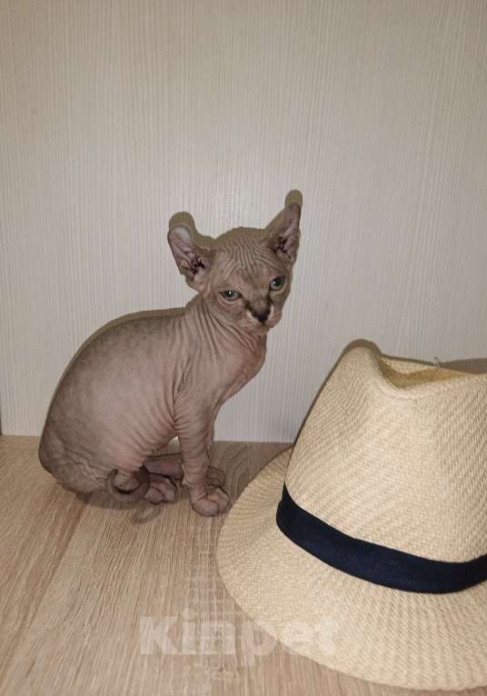 Кошки в Москве: Эльф девочка Девочка, 50 000 руб. - фото 8