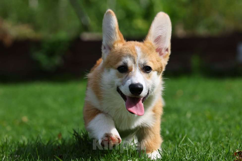 Собаки в Челябинске: Великолепные щенки вельш корги пемброк Девочка, 70 000 руб. - фото 5