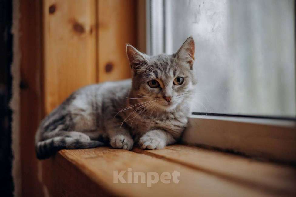 Кошки в Видном: Котёнок в добрые руки Девочка, Бесплатно - фото 9