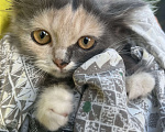 Кошки в Клинцах: Котенок девочка Девочка, Бесплатно - фото 4
