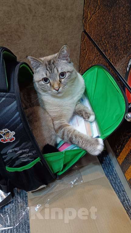 Кошки в Ярославле: Отдам котика Мальчик, Бесплатно - фото 2