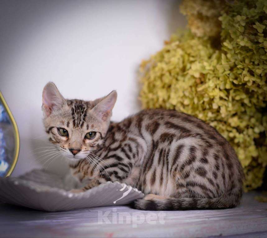 Кошки в Москве: бенгальский мальчик Мальчик, 45 000 руб. - фото 4