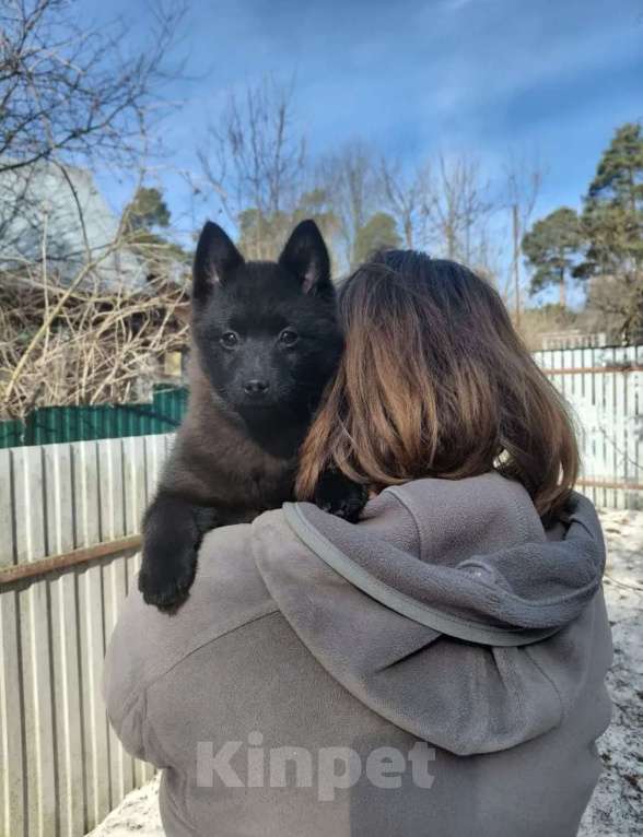 Собаки в других городах Московской области: Самая нежная девочка шипперке Девочка, 55 000 руб. - фото 2