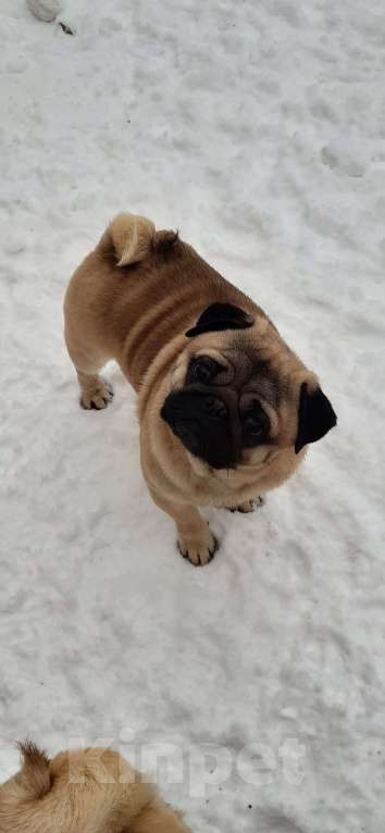 Собаки в Новосибирске: Мопса опытные парни с документами РКФ Мальчик, 40 руб. - фото 5