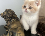 Кошки в Москве: Шотландский кремовый мальчик Мальчик, 35 000 руб. - фото 4